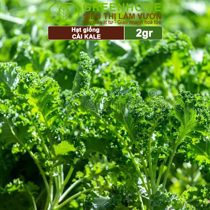 Hạt Giống Cải Xoăn Kale Greenhome, Gói 2g, Dễ Trồng Quanh Năm, Nảy Mầm Cao, Thu Hoạch Nhanh, Năng Suất Cao R16