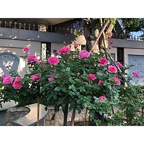 COMBO 5 Hoa hồng lafont  gốc rễ trần