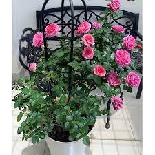 COMBO 5 Hoa hồng lafont  gốc rễ trần