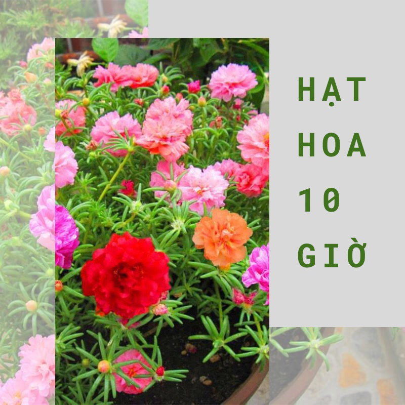 Hạt hoa mười giờ ( hoa 10 giờ) kép mix nhiều màu