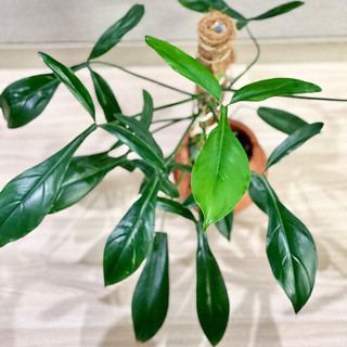 Cây Philodendron 69686 [Big Ears] đẹp
