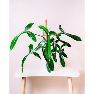 Cây Philodendron 69686 [Big Ears] đẹp