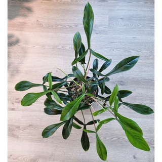 Cây Philodendron 69686 [Big Ears] đẹp