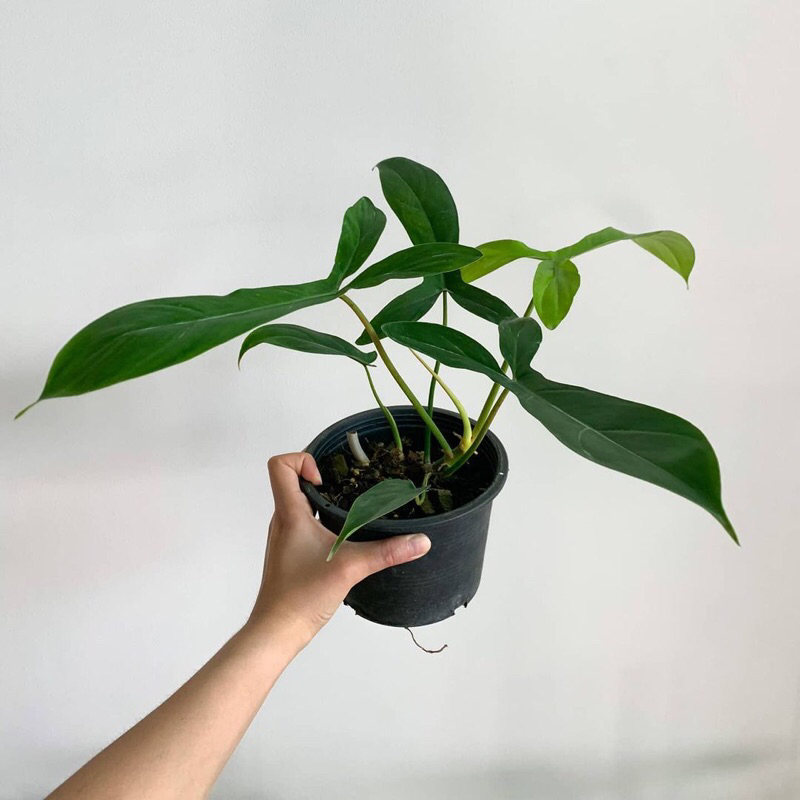 Cây Philodendron 69686 hay