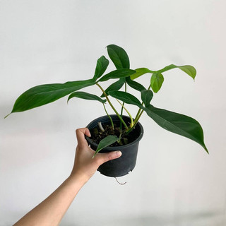 Cây Philodendron 69686 [Big Ears] đẹp