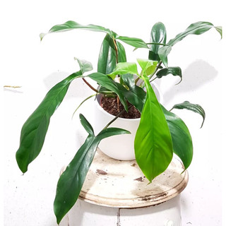 Cây Philodendron 69686 [Big Ears] đẹp