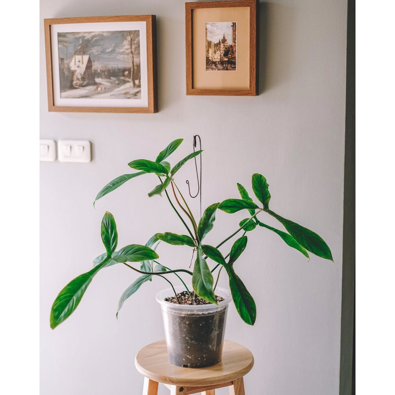 Cây Philodendron 69686 hay