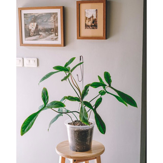 Cây Philodendron 69686 [Big Ears] đẹp