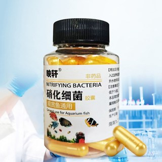Vi Khuẩn Nitrat Hóa Cho Bể Cá Cảnh