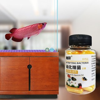 Vi Khuẩn Nitrat Hóa Cho Bể Cá Cảnh