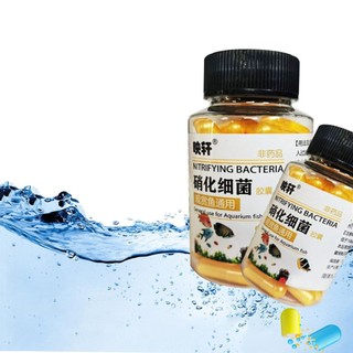 Vi Khuẩn Nitrat Hóa Cho Bể Cá Cảnh