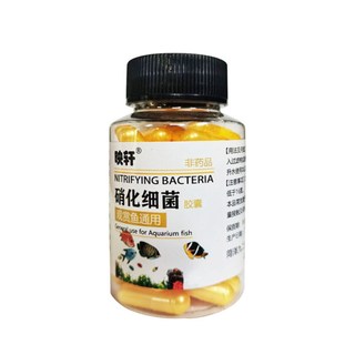 Vi Khuẩn Nitrat Hóa Cho Bể Cá Cảnh