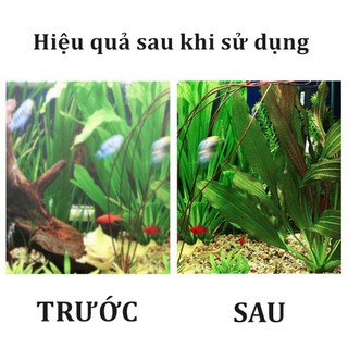 Vi Khuẩn Nitrat Hóa Cho Bể Cá Cảnh