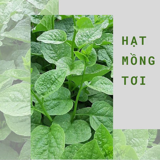 Hạt mùng tơi xanh lá to cao sản