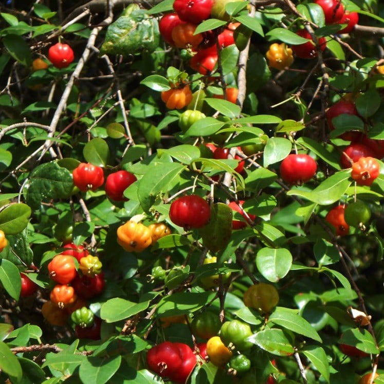 Cây Cherry khía, (SHOP CÂY XANH)