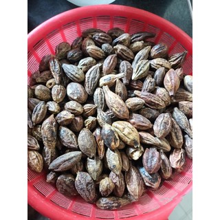 Quả kha tử 100g