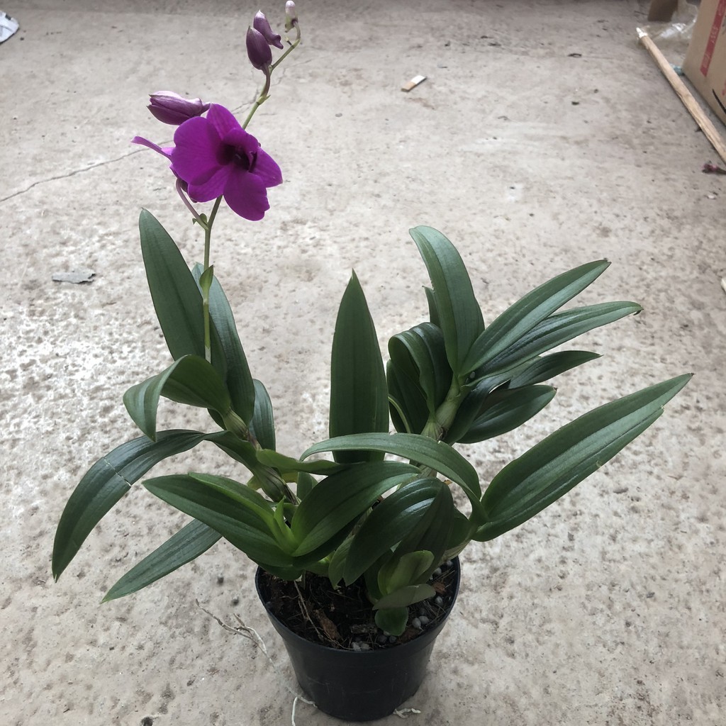 Cây hoa lan - cây hoa lan dendro cây cao 20-25cm cây có sức sống khỏe trang trí sân vườn phòng khách bàn làm việc