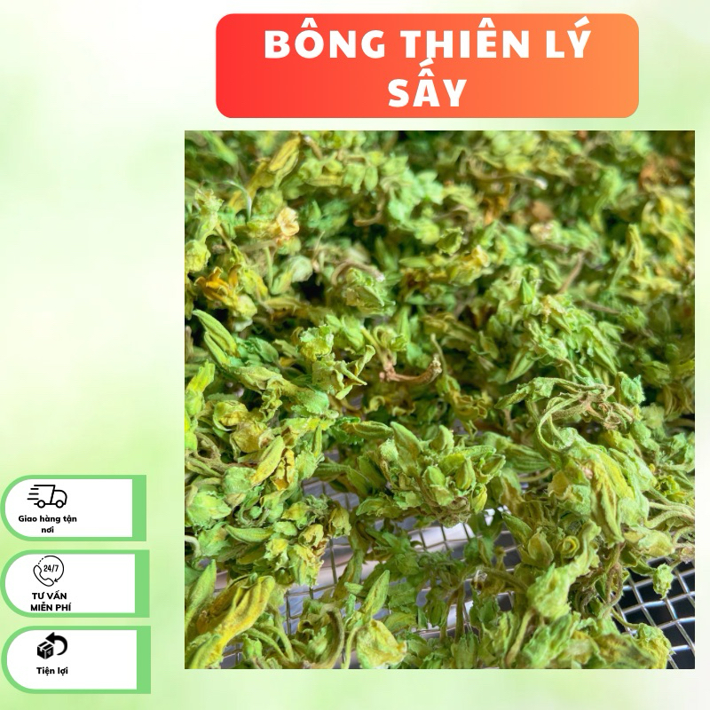 BÔNG THIÊN LÝ SẤY