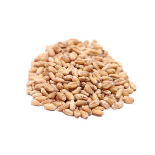 Hạt giống trồng cỏ lúa mì cho mèo túi 60gr