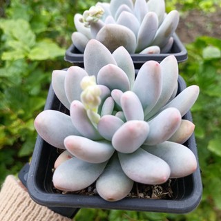 Sale+ Sen Đá Tuyết Mập  Chậu To 9-10 cm