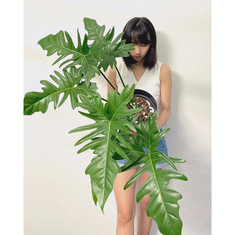 dòng thân leo.Philodendron Golden Dragon
