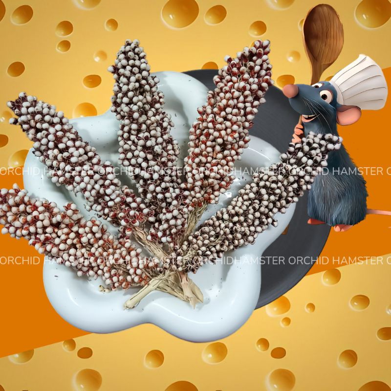 Kê Chùm Dưỡng Lông Cho Hamster