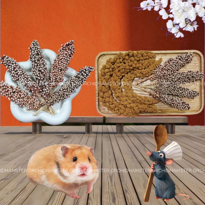 Kê Chùm Dưỡng Lông Cho Hamster