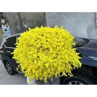 Hoa lan vũ nữ giả, cành 3 nhánh- trang trí nhà cửa nội thất siêu xinh.