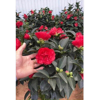 Cây trà my tứ quý cánh kép - cực hót