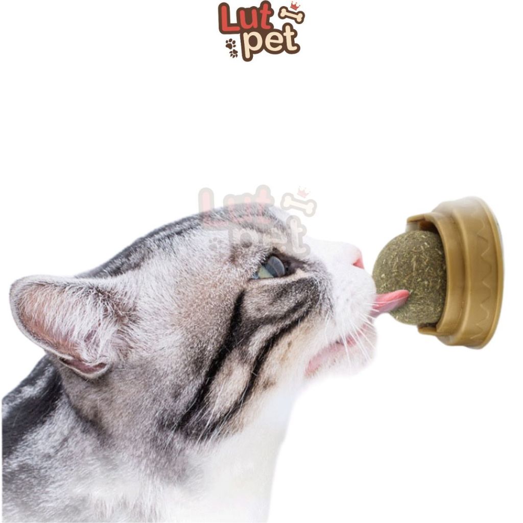 Catnip dạng xoay gắn tường - mài răng tiêu búi lông cho mèo - lutpet