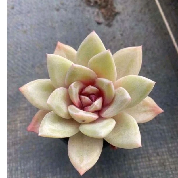New Sale - Sen Đá Nhân Kẹo Đỏ , gửi hình cuối cả chậu 5-6cm