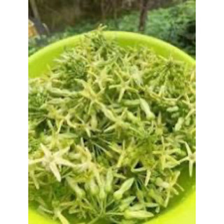 Cây giống thiên lý