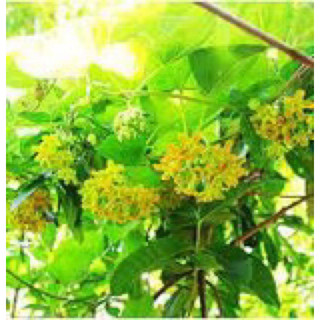 Cây giống thiên lý