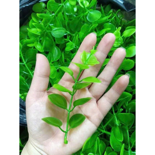 100g cỏ điểm tai chuột