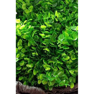 100g cỏ điểm tai chuột( đã nhạt sạch)