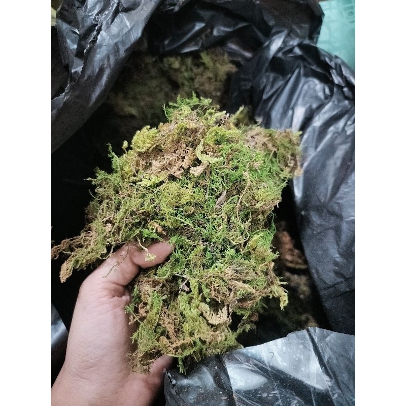 rêu sợi phủ chậu cây