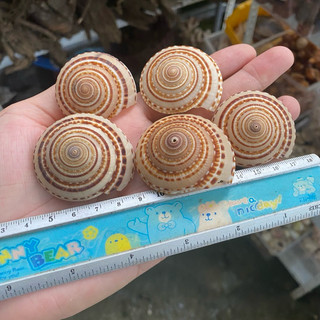Vỏ ốc mặt trời trang trí, vỏ cho ốc rụt rè, ốc mượn hồn, cua ẩn sĩ, dã tràng, hermit crab