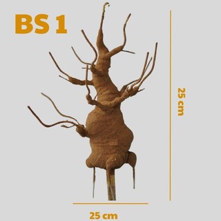 Gốc bonsai bs1 làm thân mai đào