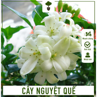 Cây Hoa Nguyệt Quế - Cây cao 60-70 cm - Hoa nhiều và thơm dễ chịu - Trang trí nội ngoại thất