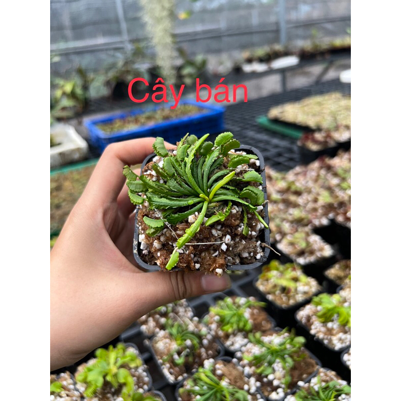 Cây bẫy kẹp WACKY-cây bắt mồi-cây ăn thịt-venus flytrap các loại-trồng terrarium