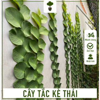 Combo 2 cây tắc kè thái - cây cao 20-30 cm - trang trí ngoại cảnh sang trọng