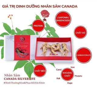 Nhân Sâm Canada SilverLife Nguyên Củ Premium | Nhân sâm Bắc Mỹ 5 tuổi loại to đặc biệt