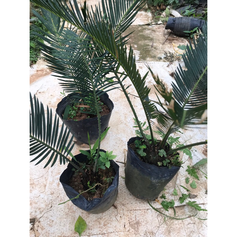 Cây Vạn tuế giống