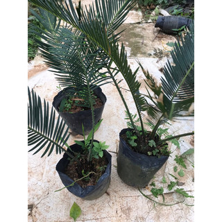 Cây Vạn tuế giống