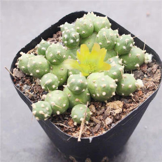 Xương rồng bụi trứng hoa vàng