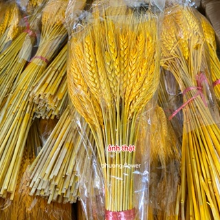 Bó 100 bông lúa mạch vàng lúa mì khô dài 50cm cắm bình decor trang trí tết