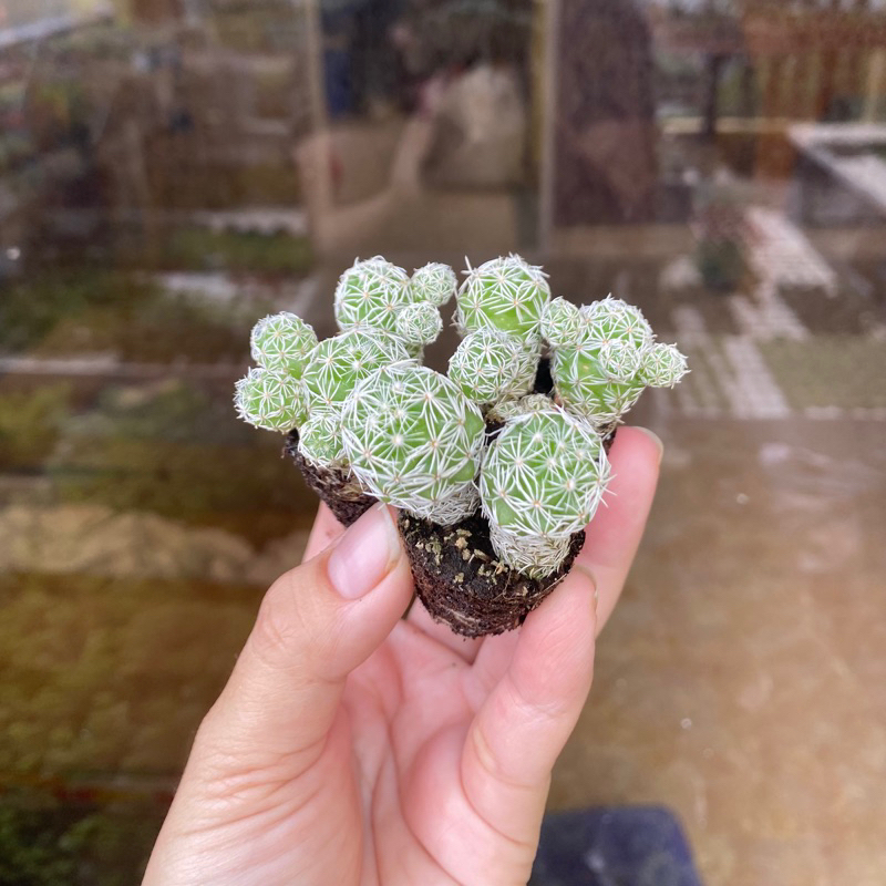 Xương rồng Trứng Chim Mini ( 2cm )