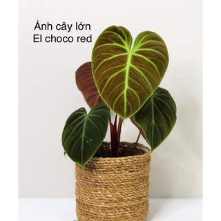 Cây Philodendron EL choco red/ Kiểng lá/ cây trong nhà