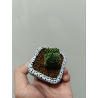 sen đá đền phật (crassula buddha's temple) ảnh cuối