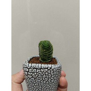 sen đá đền phật (crassula buddha's temple) ảnh cuối